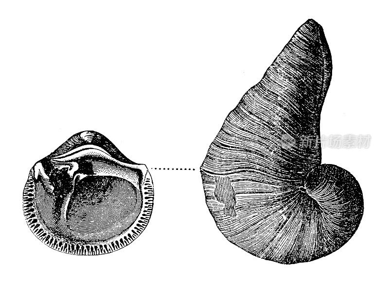 Caprina Aguilloni是早白垩世的一个属，属于蛛角兽总科